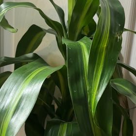 Photo of the plant species Dracaena 'Hawaiian Sunshine' by @LovableRimu43 named Coco on Greg, the plant care app