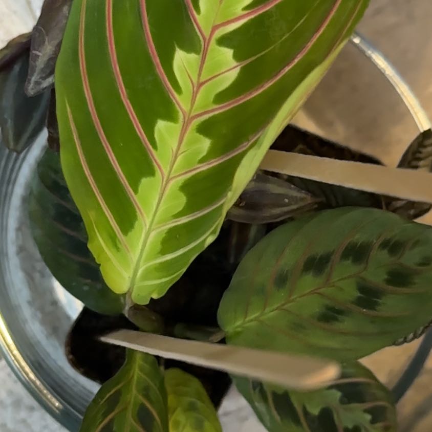 Photo of the plant species red prayer plant by @LovableRimu43 named Keanu Leaves on Greg, the plant care app