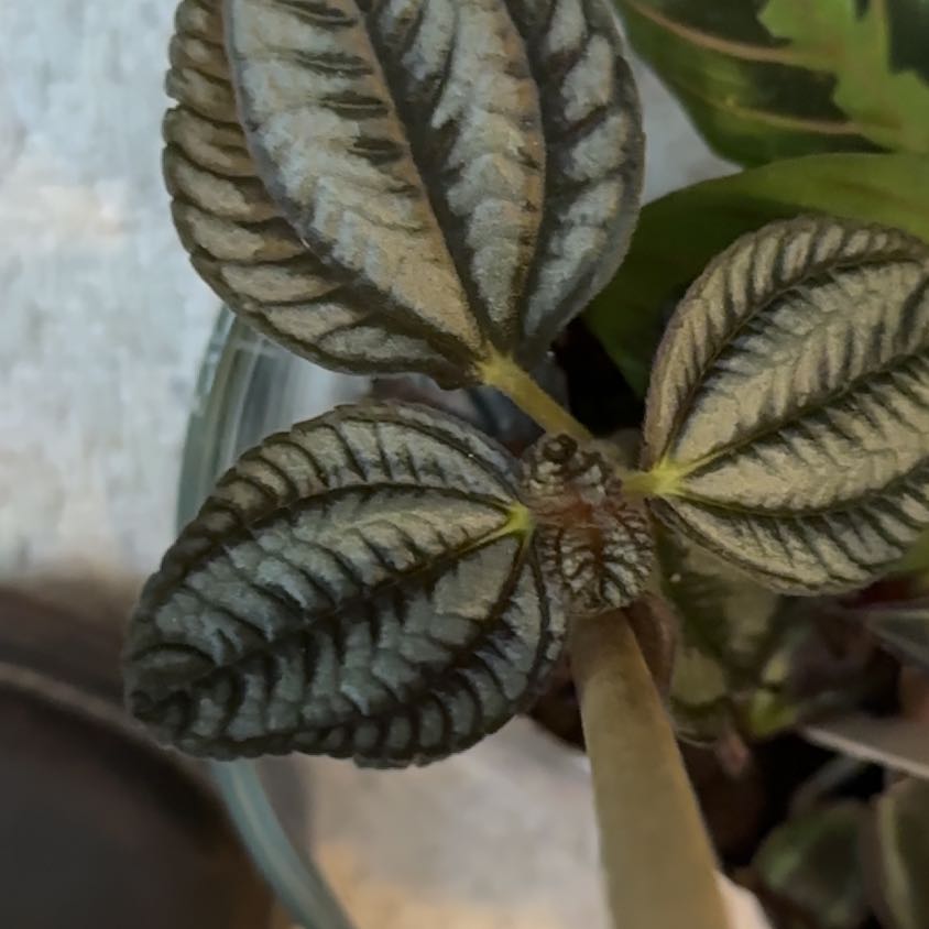 Photo of the plant species Friendship Plant by @LovableRimu43 named Tupot amaroot on Greg, the plant care app