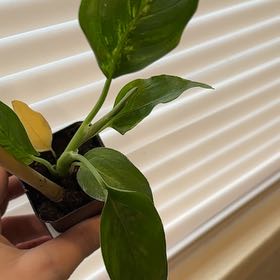 Photo of the plant species Aglaonema spathonema by @LovableRimu43 named Cleopatra on Greg, the plant care app