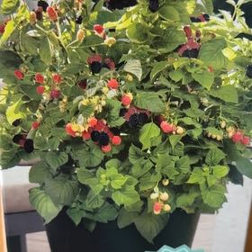 Photo of the plant species Bushel and Berry Baby Cakes by @LovableRimu43 named Clooney on Greg, the plant care app