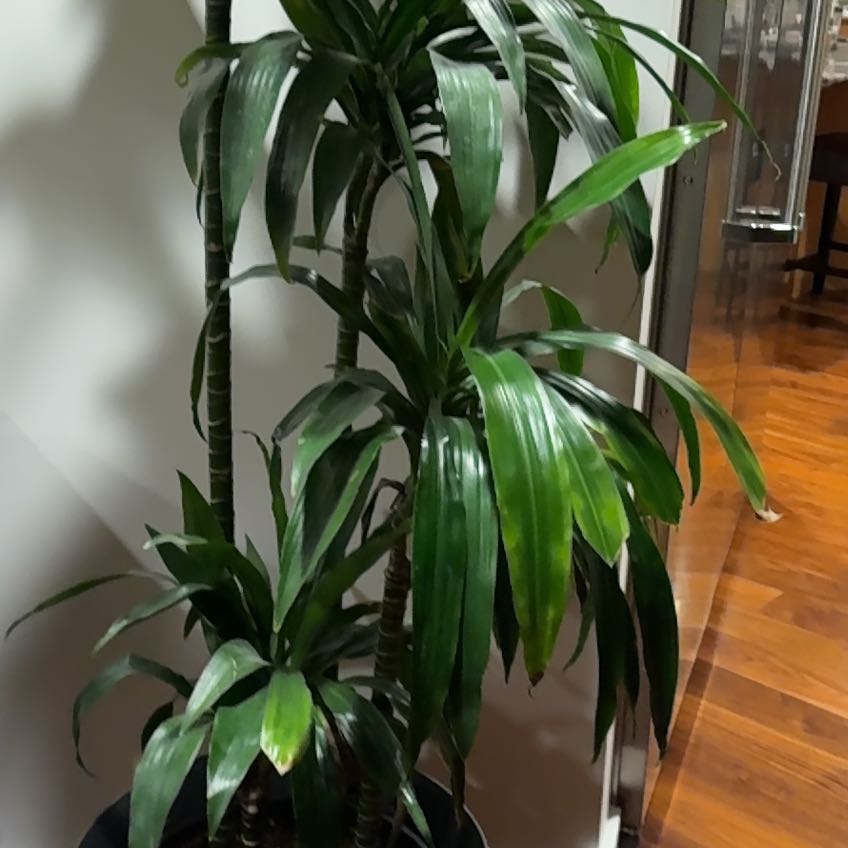 Photo of the plant species Dracaena Elegance by @AbleLukiwan18 named Mid-Lobby on Greg, the plant care app