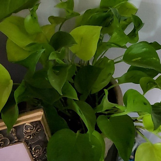 Photo of the plant species Epipremnum Champs-Elysees by @BelovedLilac90 named Darwin on Greg, the plant care app