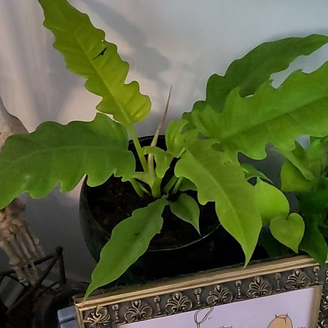 Photo of the plant species Golden croc by @BelovedLilac90 named Bodhi on Greg, the plant care app