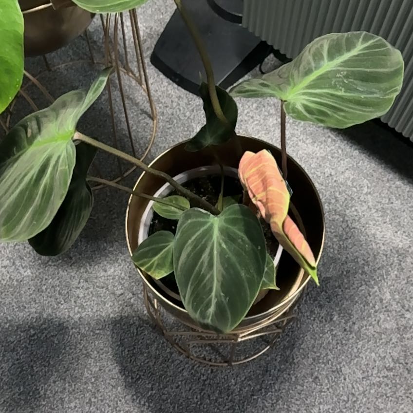 Photo of the plant species Philodendron 'Choco Red' by @TastyPinkruby19 named Cyfy on Greg, the plant care app