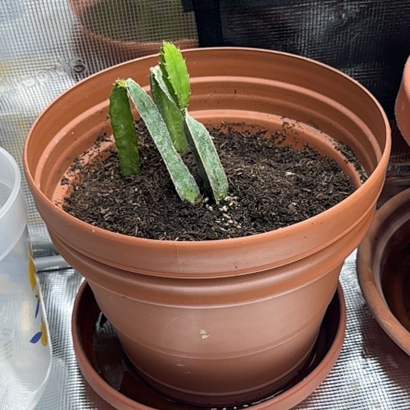 Photo of the plant species Dragon Fruit by @ProductiveRye66 named Sage on Greg, the plant care app