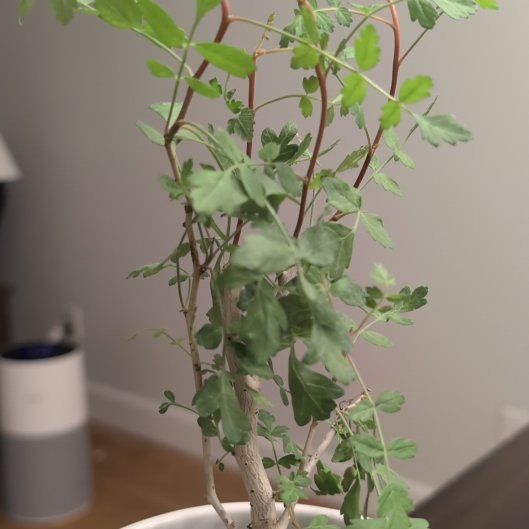 Photo of the plant species Elephant Tree by @LegitLacefern96 named elephant tree on Greg, the plant care app