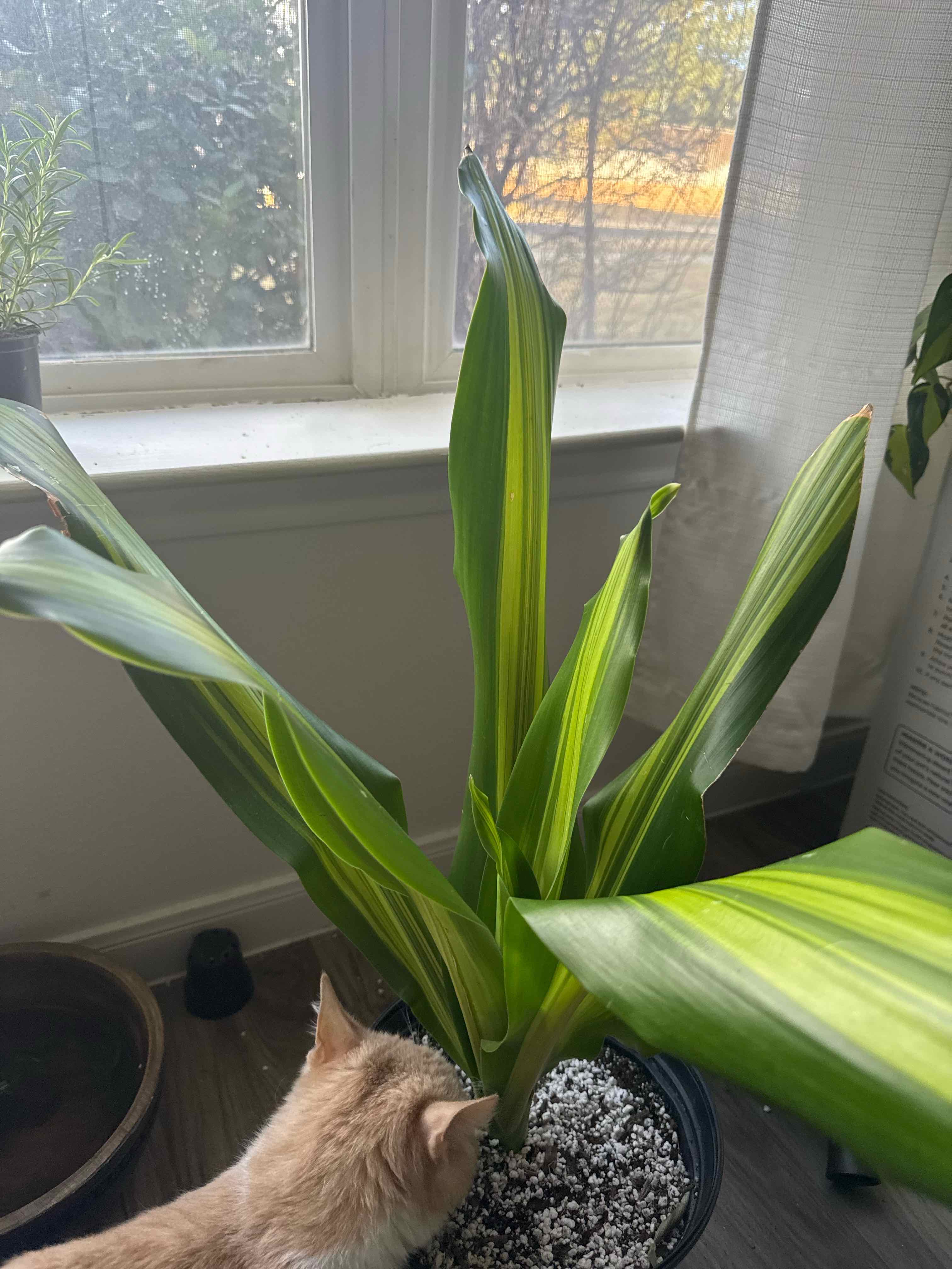 Photo of the plant species Dracerna Golden heart by @jaynniferr named el chisguete on Greg, the plant care app