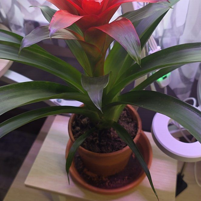 Photo of the plant species Guzmania Bromeliad by @mtwitchywoman named LiloStitch on Greg, the plant care app