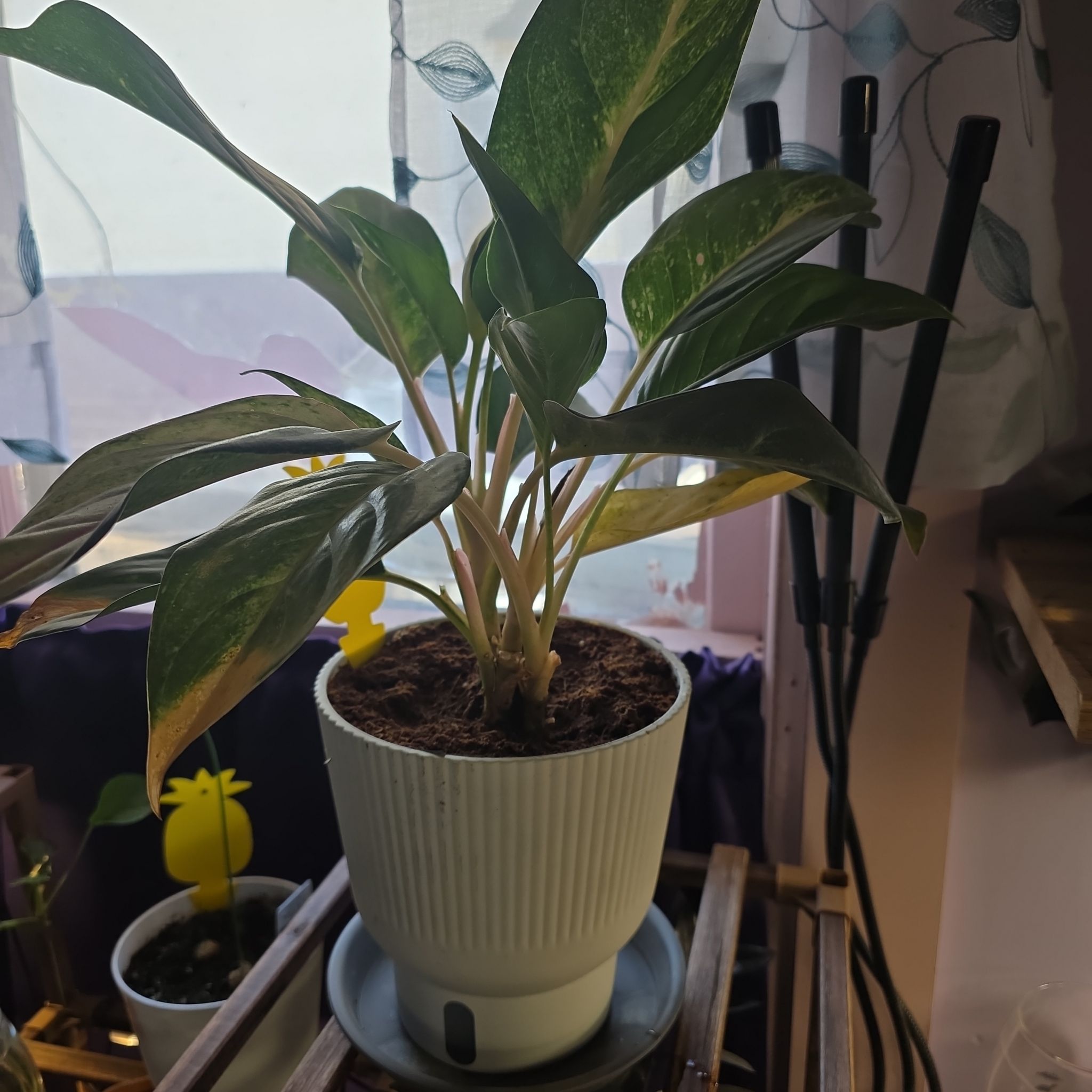 Photo of the plant species Chinese Evergreen 'Wishes' by @mtwitchywoman named Tricolor on Greg, the plant care app
