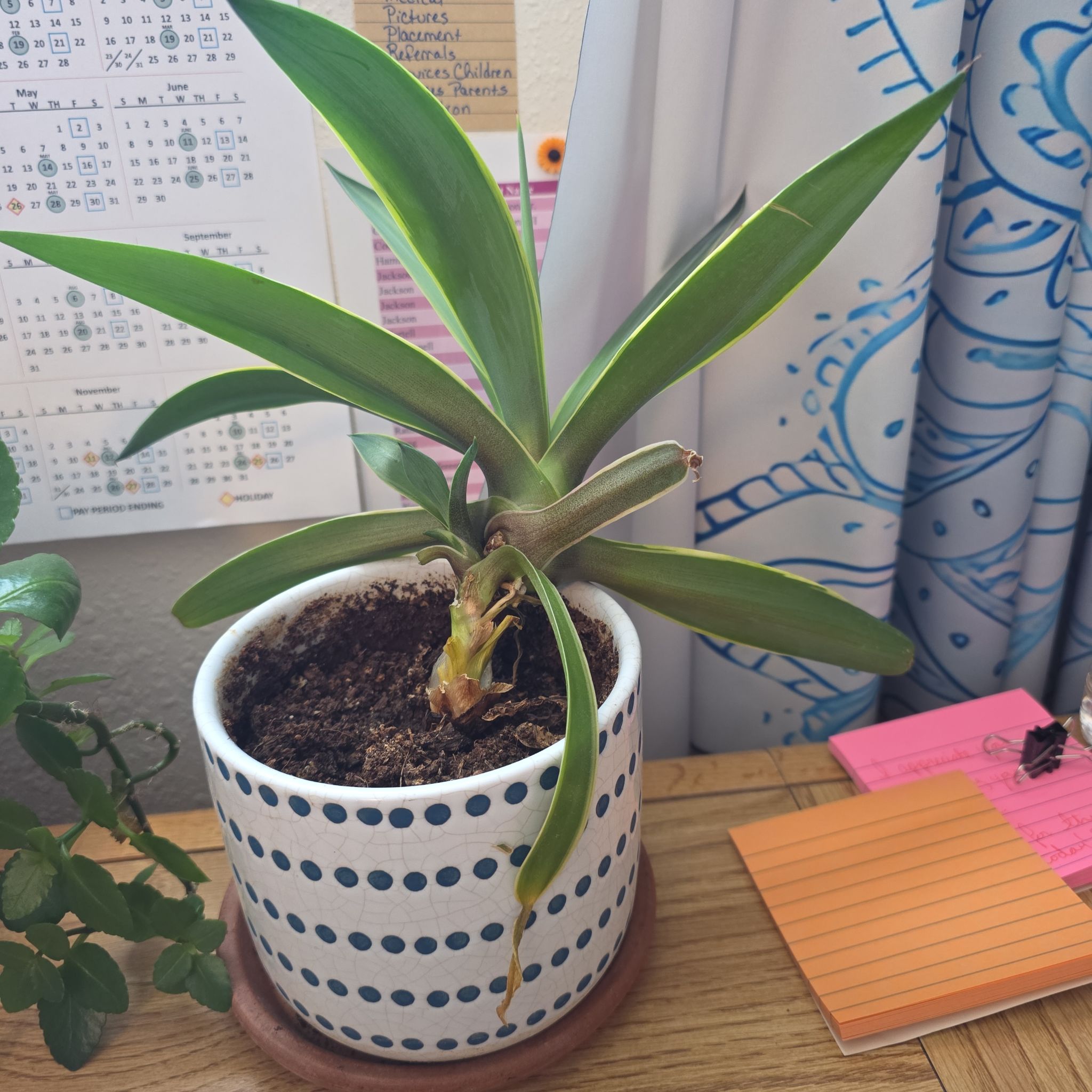 Photo of the plant species Foxtail Agave by @mtwitchywoman named Elina on Greg, the plant care app