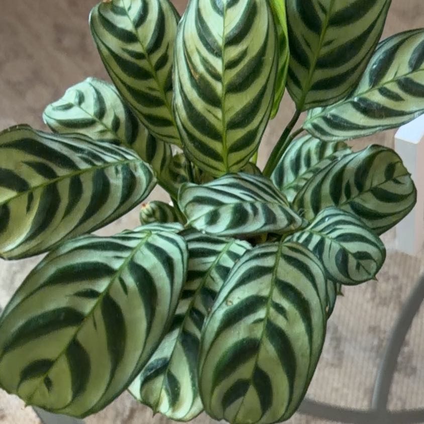 Photo of the plant species calathea by @Irisheyez73 named Eva on Greg, the plant care app