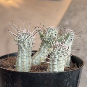 Photo of the plant species Bushman's Hat by @SolidMedeola1 named Clooney on Greg, the plant care app