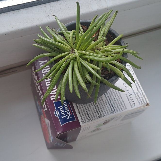 Photo of the plant species Happy Bean Peperomia by @NationalRuby77 named Bean on Greg, the plant care app