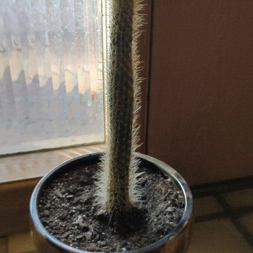 Photo of the plant species Mexican Night-Bloom Cereus by @SirQuince66 named Dolores on Greg, the plant care app