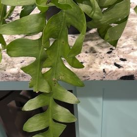 Photo of the plant species Shark Tooth Cactus by @ImpishMiro50 named Pearl on Greg, the plant care app