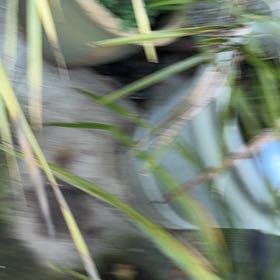 Photo of the plant species Fountain Palm by @ZestfulAlmond77 named James Dean on Greg, the plant care app