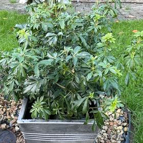 Photo of the plant species Mexican Orange Blossom by @ZestfulAlmond77 named Kendall on Greg, the plant care app