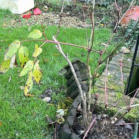 Photo of the plant species Cassava by @ZestfulAlmond77 named Mochi on Greg, the plant care app