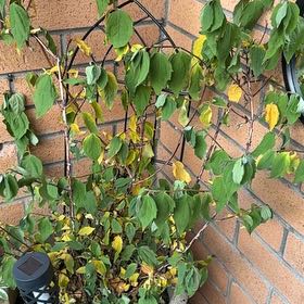 Photo of the plant species Apricot by @ZestfulAlmond77 named LiloStitch on Greg, the plant care app