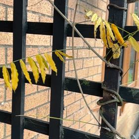 Photo of the plant species Japanese Wisteria by @ZestfulAlmond77 named da Vinci on Greg, the plant care app