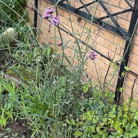 Photo of the plant species Tall Verbena by @ZestfulAlmond77 named Zeus on Greg, the plant care app