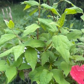 Photo of the plant species Sweet Mock Orange by @ZestfulAlmond77 named Keanu Leaves on Greg, the plant care app