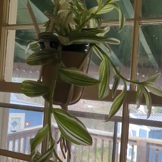 Photo of the plant species Tradescantia 'White Zebra' by @VipTamarillo46 named Curie on Greg, the plant care app