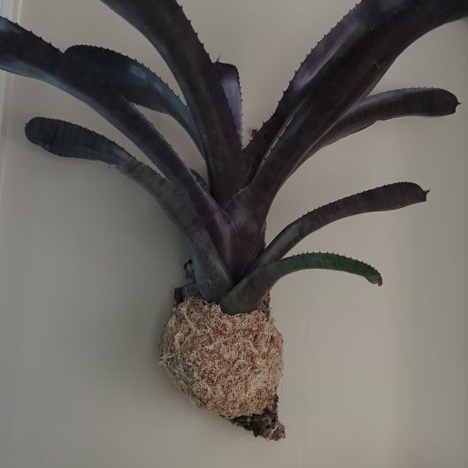Photo of the plant species Bromeliad by @VipTamarillo46 named Hemingway on Greg, the plant care app