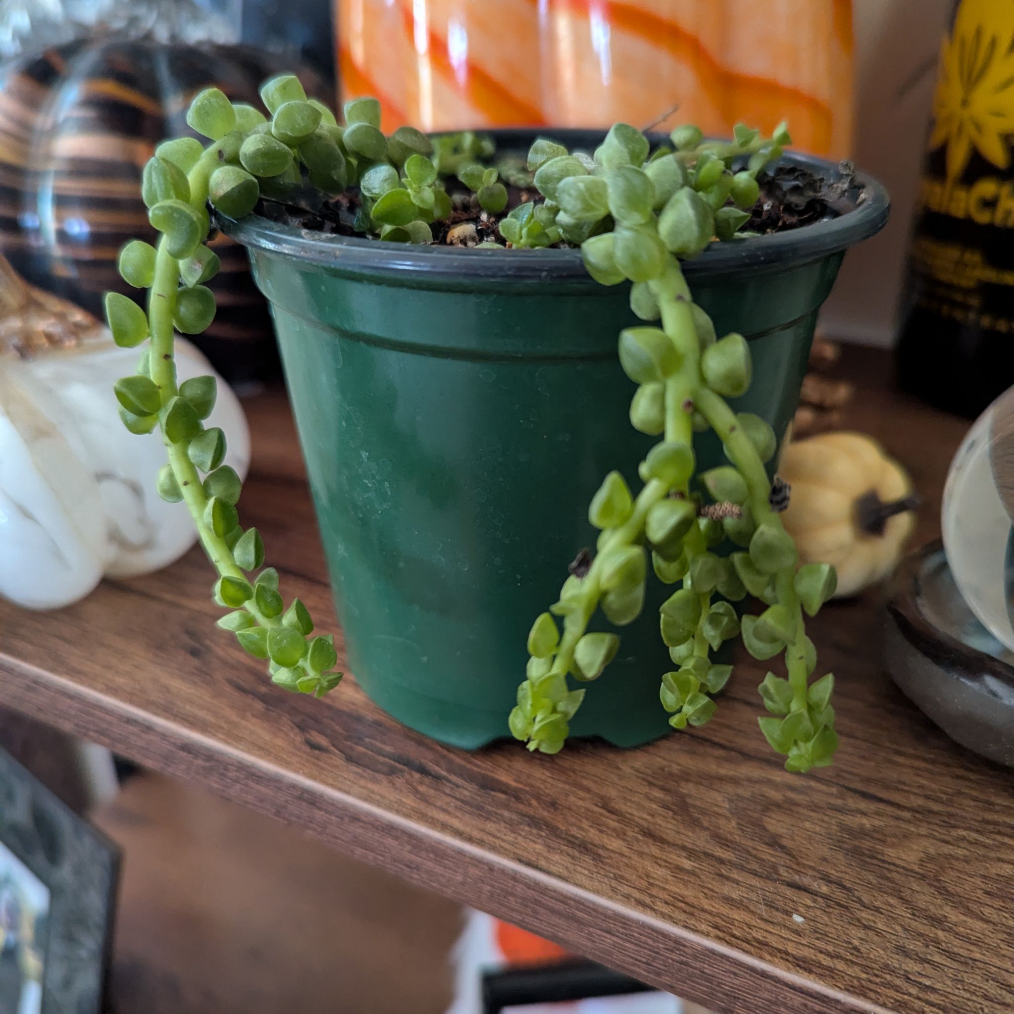 Photo of the plant species Columnar Peperomia by @VipTamarillo46 named Nemo on Greg, the plant care app