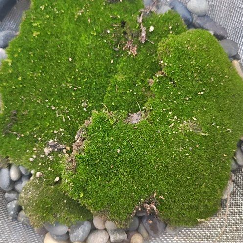 Photo of the plant species Silvergreen Bryum Moss by @SleekSalad20 named Muhammad Ali on Greg, the plant care app