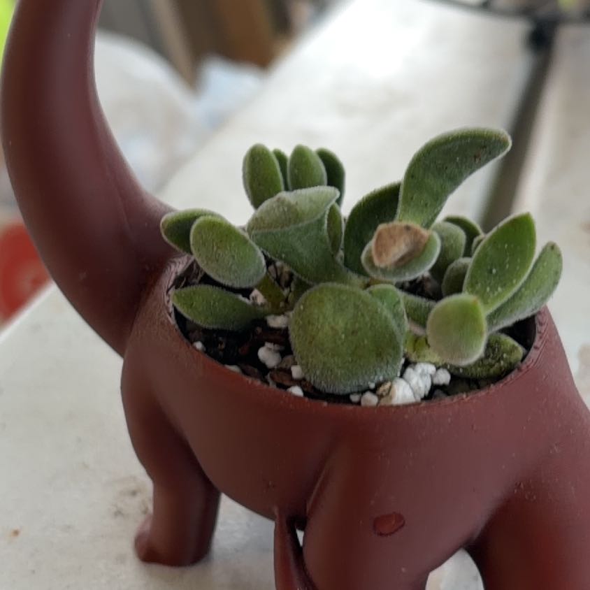 Photo of the plant species Crassula rogersii by @HallowedCacto56 named Pookie on Greg, the plant care app