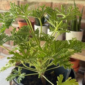 Photo of the plant species Citronella (anti-mosquito plant) by @HallowedCacto56 named Queen on Greg, the plant care app