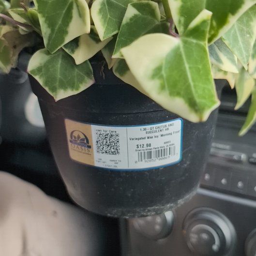 Photo of the plant species Variegated Wax Ivy by @SteadyPomelo37 named Fredrick on Greg, the plant care app