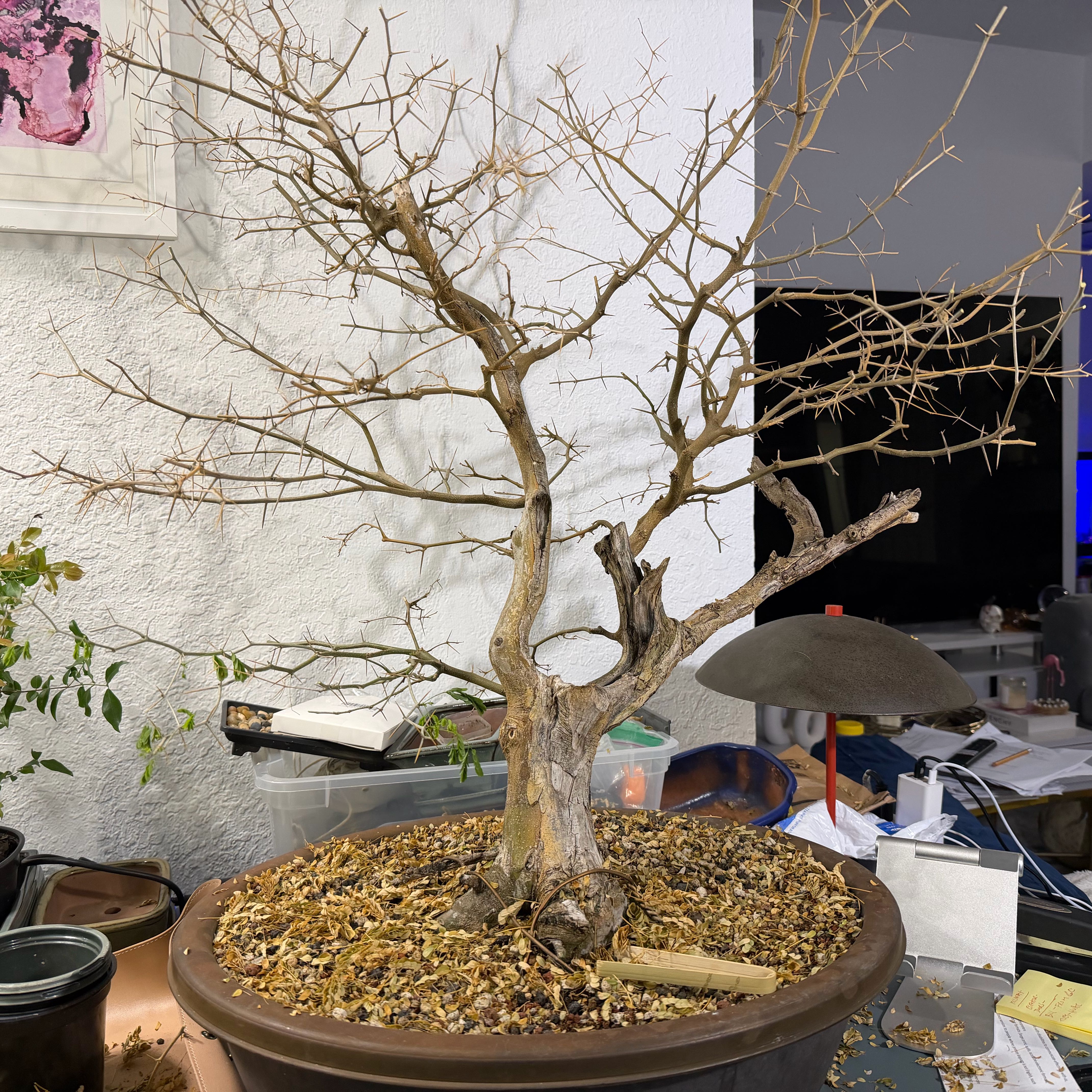 Photo of the plant species Brazilian Rain Tree by @YardMaypop5 named Big boy on Greg, the plant care app