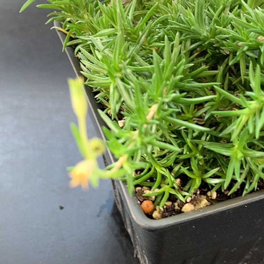Photo of the plant species Creeping Phlox 'Eye Candy' by @CaptainBanana50 named Nemo on Greg, the plant care app