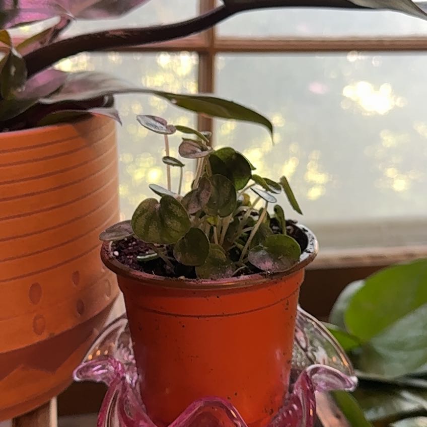 Photo of the plant species Peperomia Little Tuscany by @Leggomymeggo named Poppy on Greg, the plant care app
