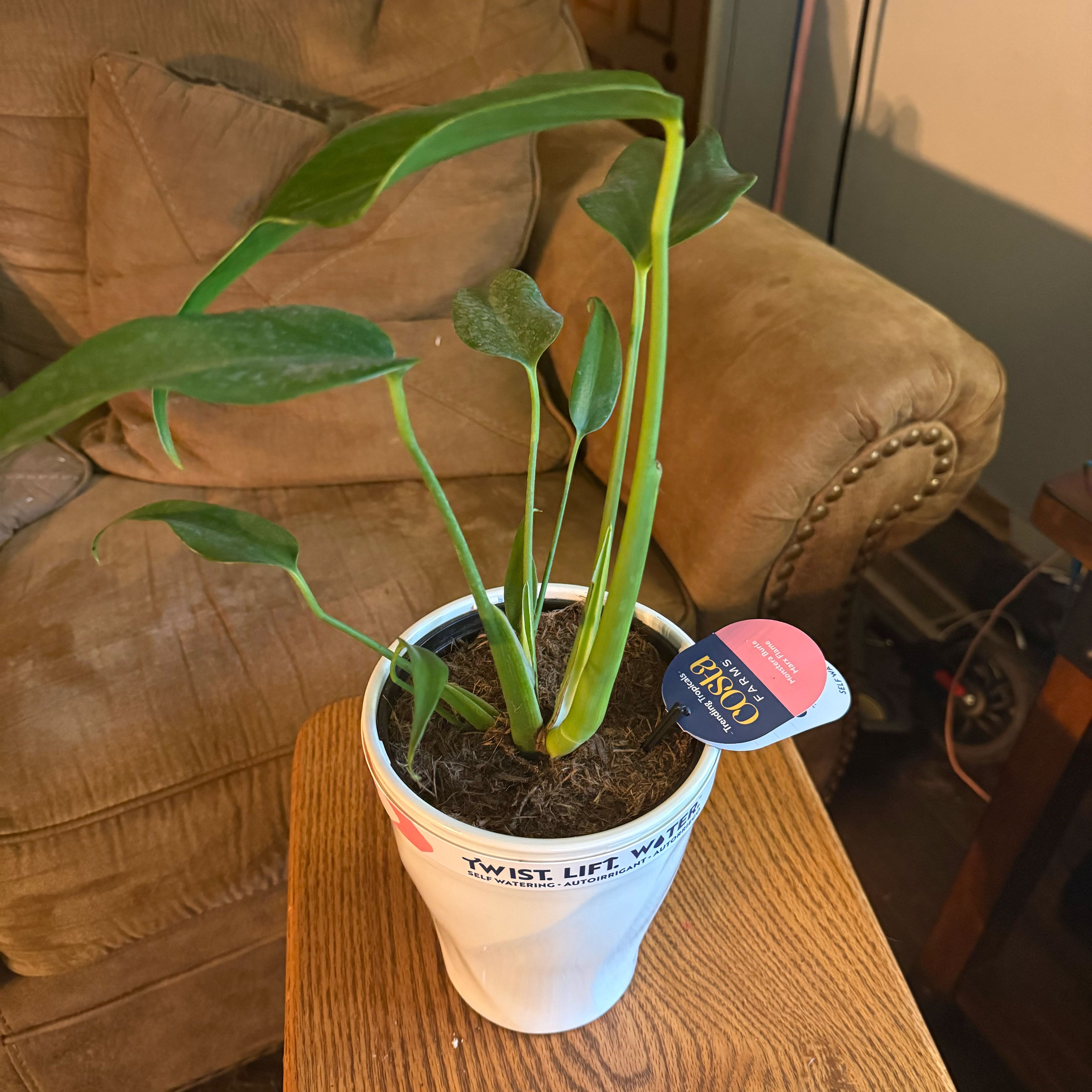 Photo of the plant species Burle Marx Flame Monstera by @Leggomymeggo named Mark on Greg, the plant care app
