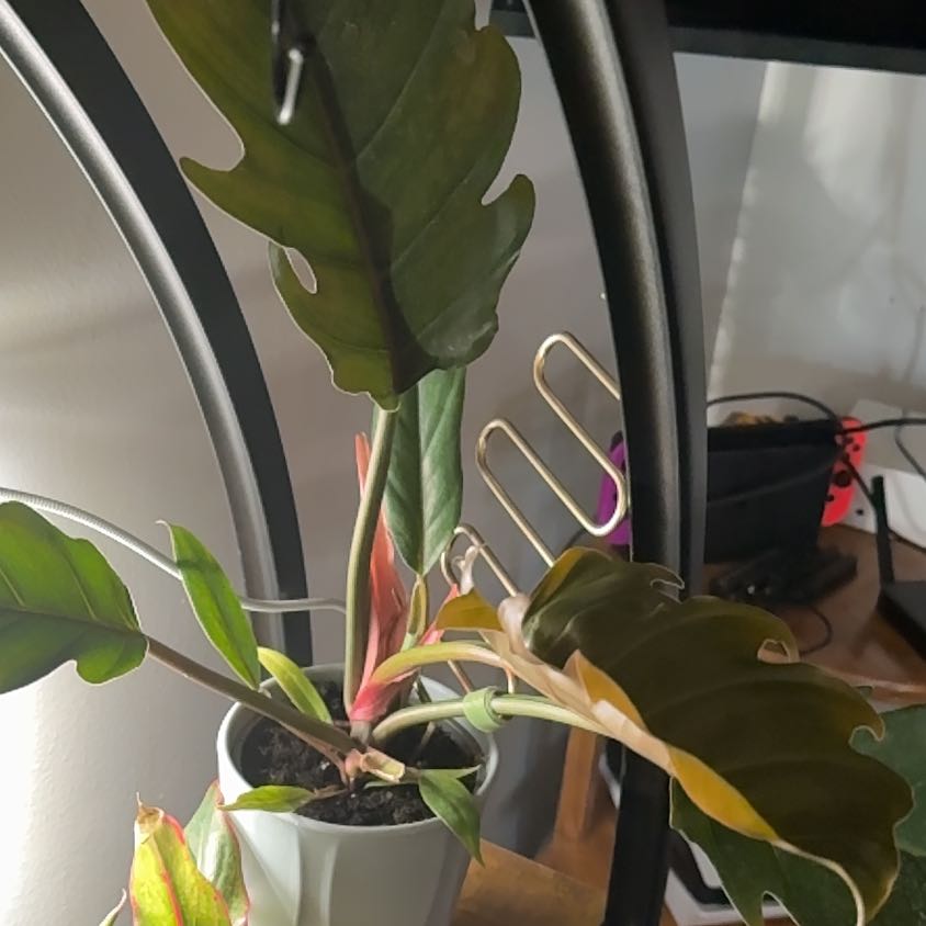 Photo of the plant species Tiger Tooth Philodendron by @Leggomymeggo named Sproutacus on Greg, the plant care app