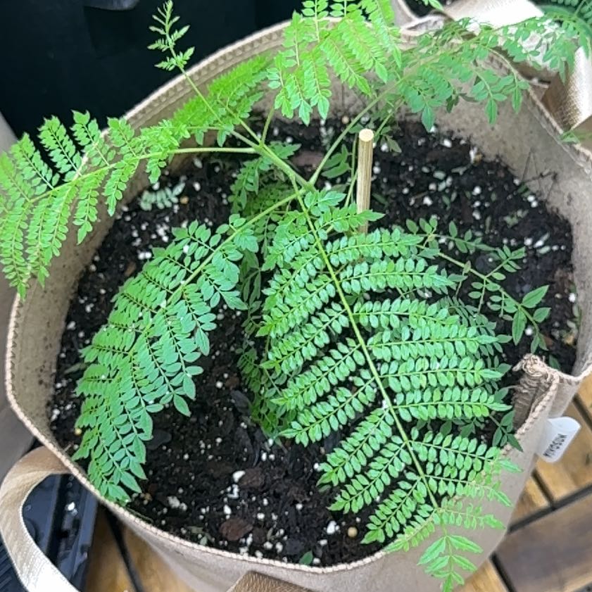 Photo of the plant species Jacaranda by @DynamitePhlox67 named Luna on Greg, the plant care app