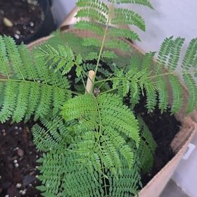 Photo of the plant species Jacaranda by @DynamitePhlox67 named Curie on Greg, the plant care app