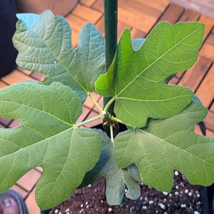 Photo of the plant species Brown Turkey Fig by @DynamitePhlox67 named Kobe on Greg, the plant care app