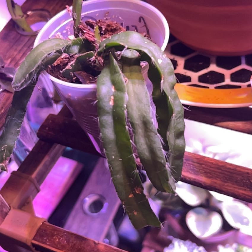 Photo of the plant species Hurricane Cactus by @SwellSaguaro69 named Bob on Greg, the plant care app