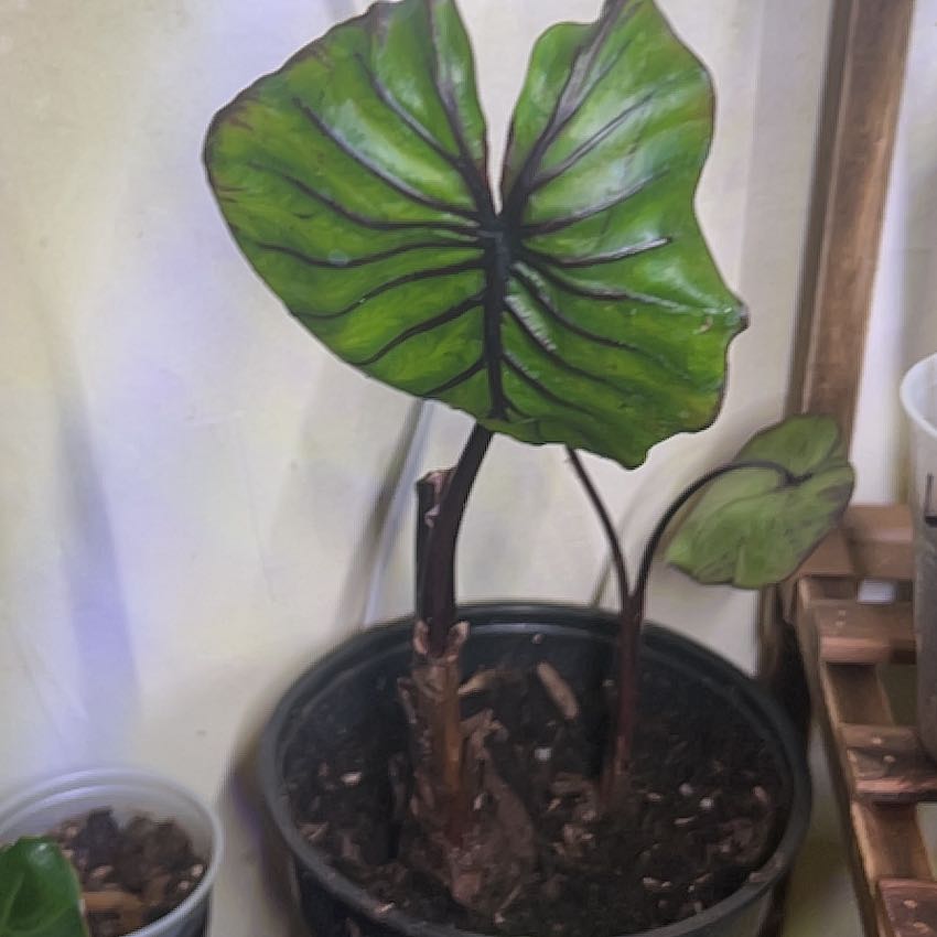 Photo of the plant species Red Vein Colocasia Pharaoh's Mask by @SwellSaguaro69 named Ramses on Greg, the plant care app