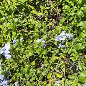 Photo of the plant species Blue Plumbago by Patricia named Rihanna on Greg, the plant care app