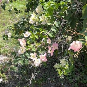 Photo of the plant species Cowvine by Patricia named Marley on Greg, the plant care app