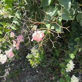Photo of the plant species Cowvine by Patricia named Tree Diddy on Greg, the plant care app