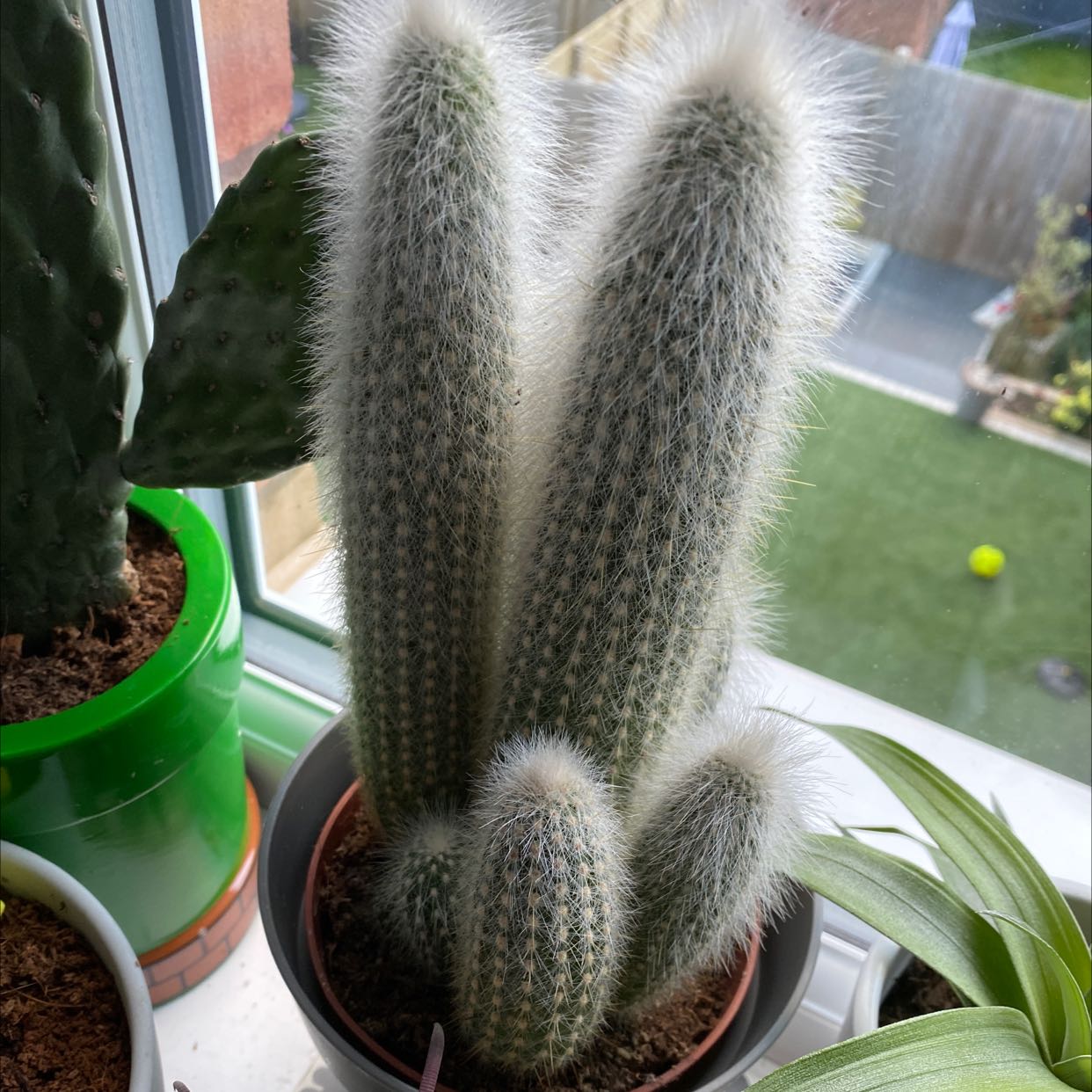 Peruvian Old Man Cactus with white, hairy spines in a pot near a window.