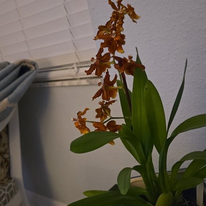 Photo of the plant species Daffodil by @BoldGray65 named Rainier on Greg, the plant care app