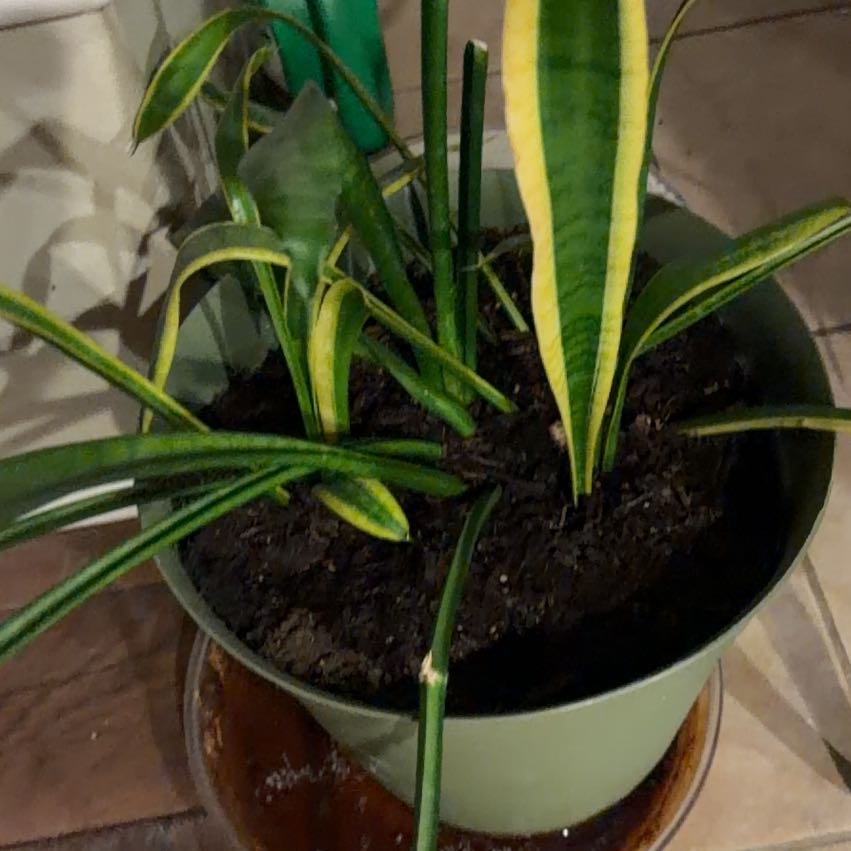 Photo of the plant species Hairy Crabgrass by @YeahBaibua17 named Athena on Greg, the plant care app